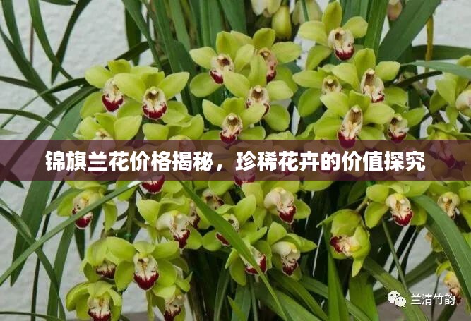 锦旗兰花价格揭秘，珍稀花卉的价值探究