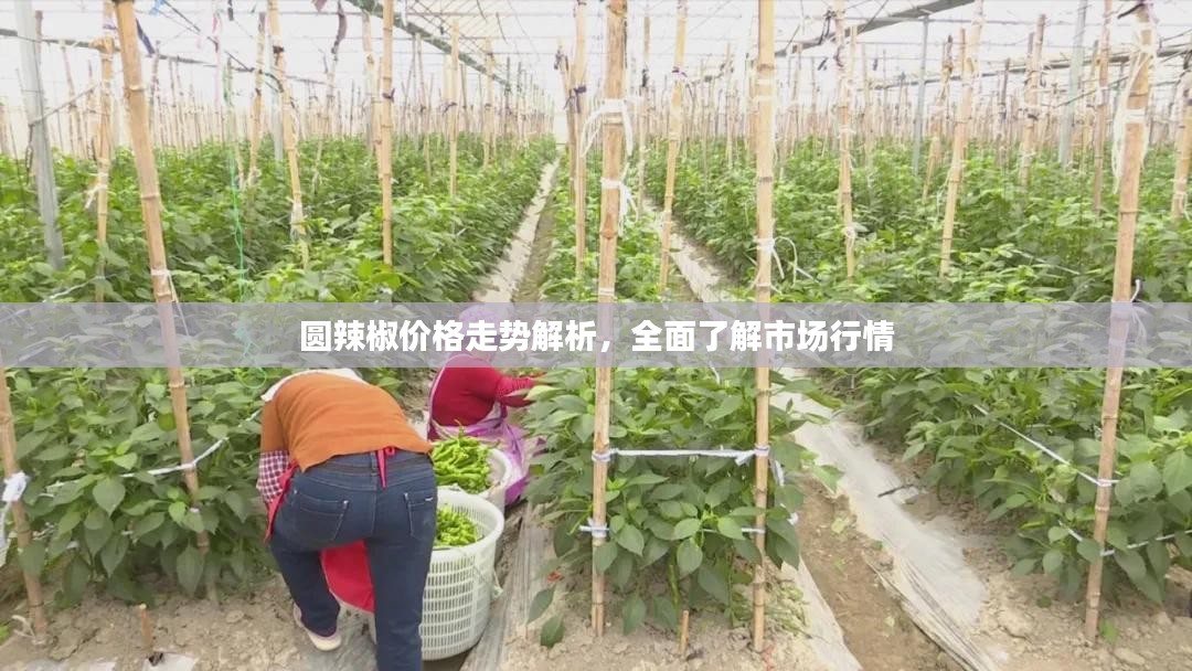百鸟争鸣 第2页