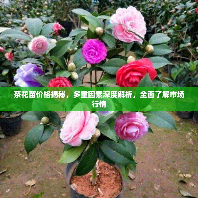 茶花苗价格揭秘，多重因素深度解析，全面了解市场行情