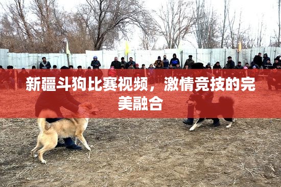 新疆斗狗比赛视频，激情竞技的完美融合