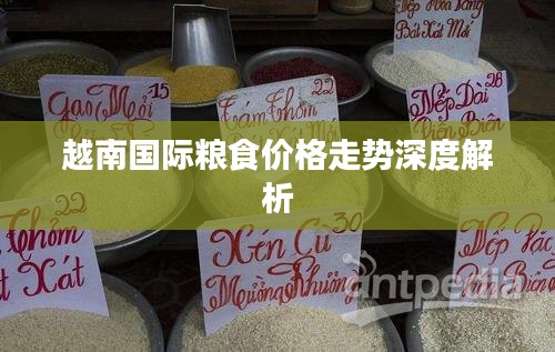 越南国际粮食价格走势深度解析