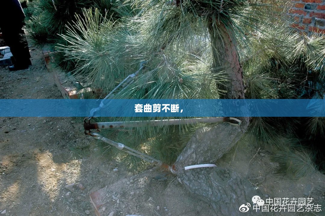 套曲剪不断， 