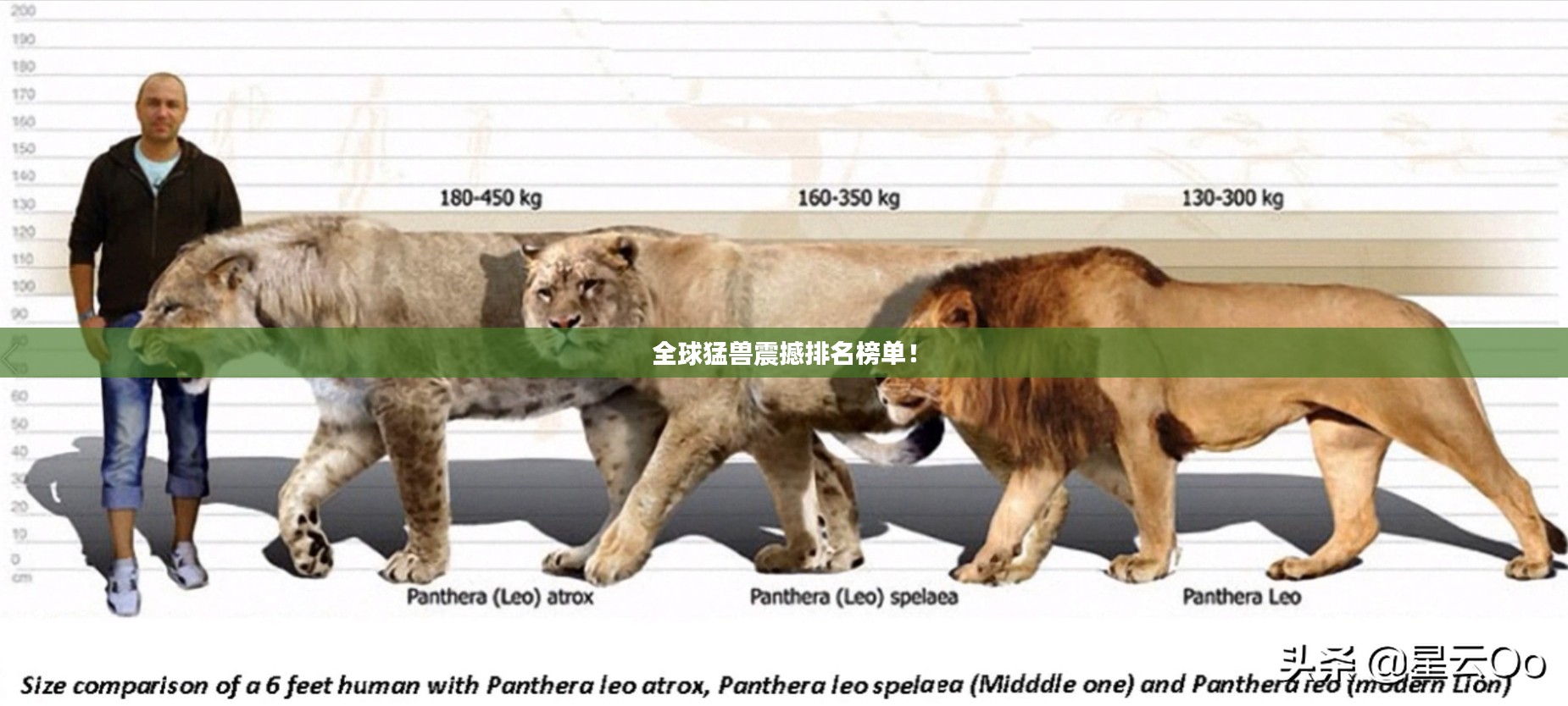 全球猛兽震撼排名榜单！