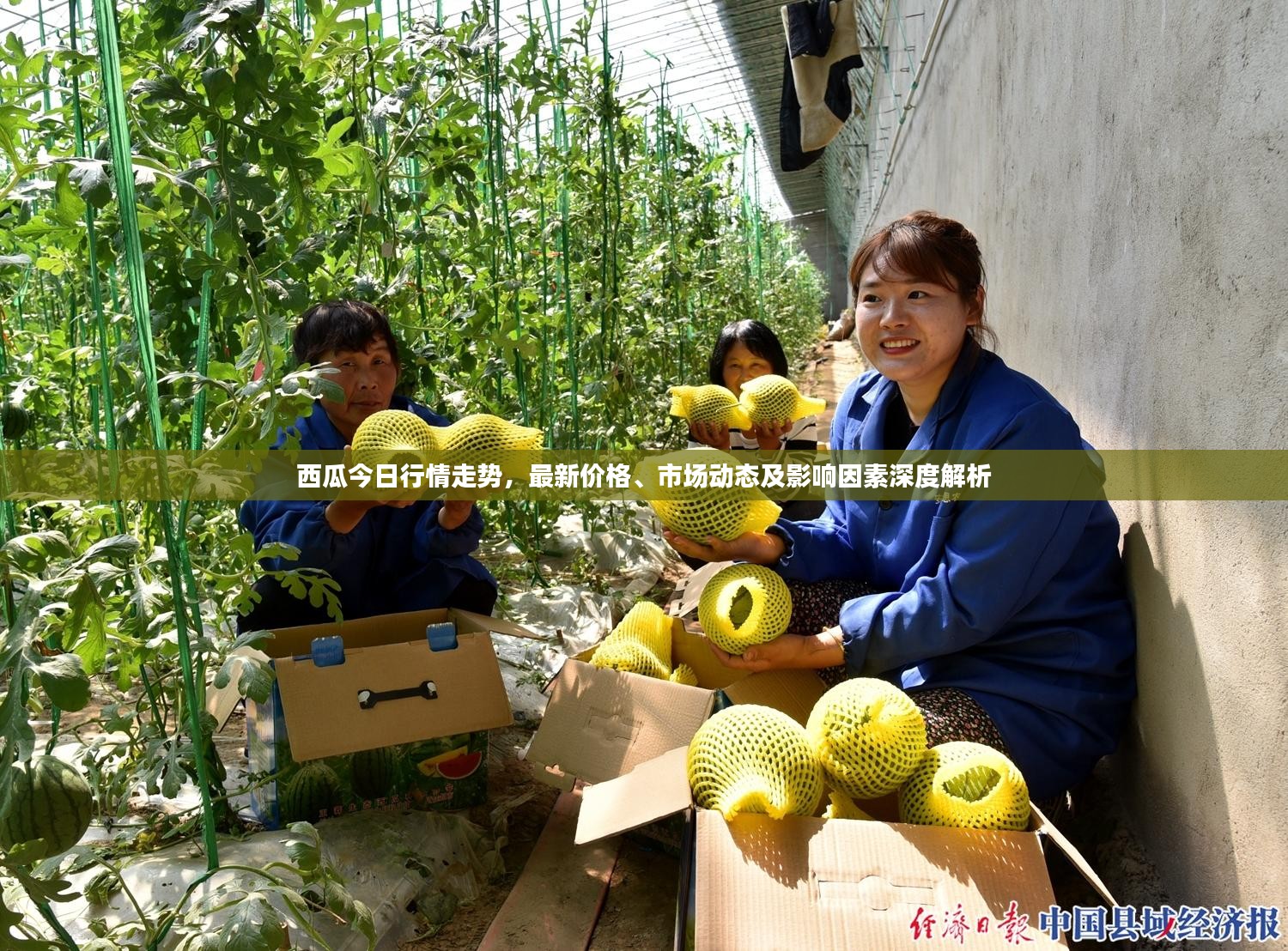 西瓜今日行情走势，最新价格、市场动态及影响因素深度解析