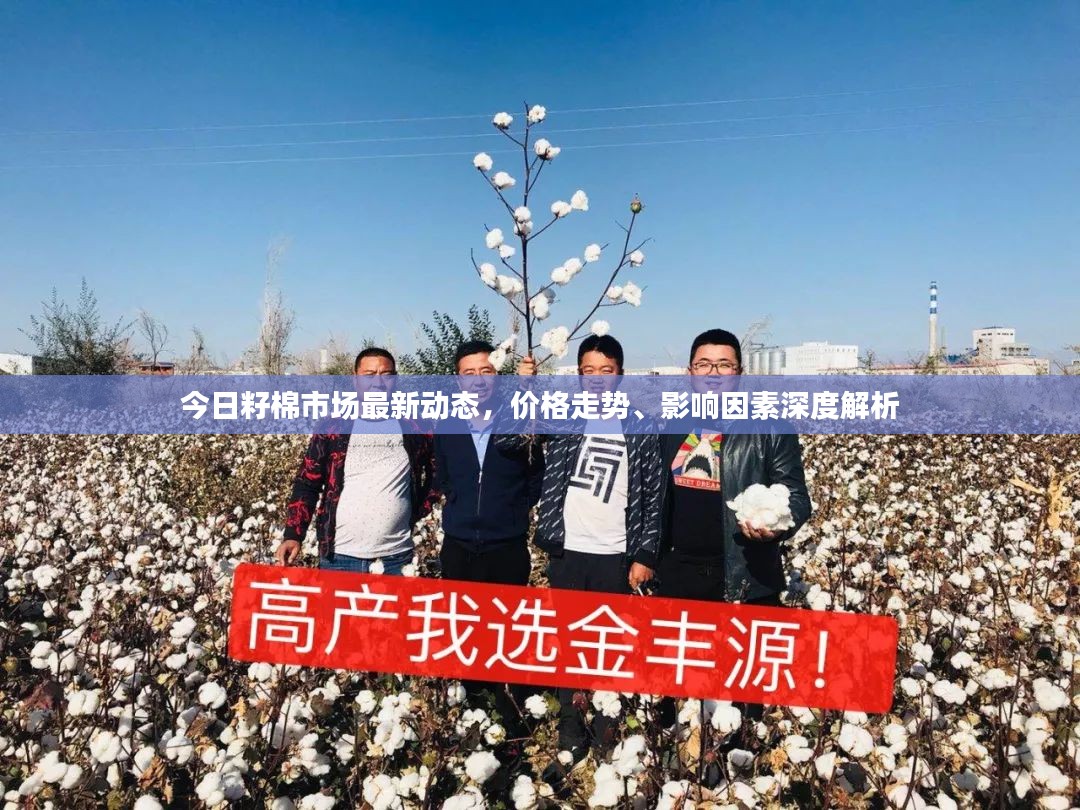 今日籽棉市场最新动态，价格走势、影响因素深度解析