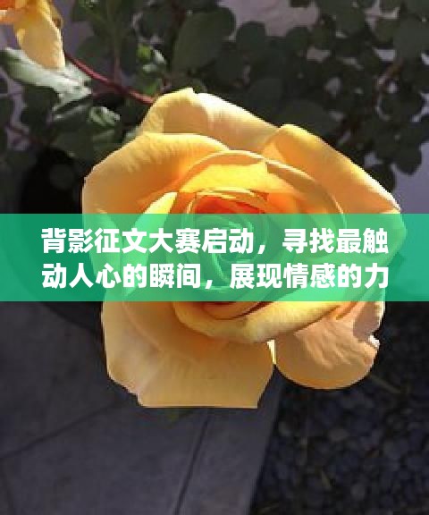 背影征文大赛启动，寻找最触动人心的瞬间，展现情感的力量！