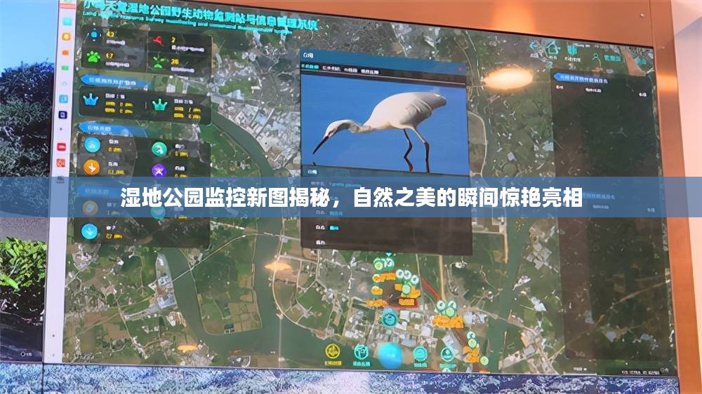 湿地公园监控新图揭秘，自然之美的瞬间惊艳亮相