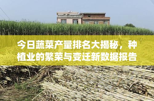 今日蔬菜产量排名大揭秘，种植业的繁荣与变迁新数据报告！