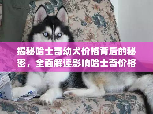 揭秘哈士奇幼犬价格背后的秘密，全面解读影响哈士奇价格的三大因素！
