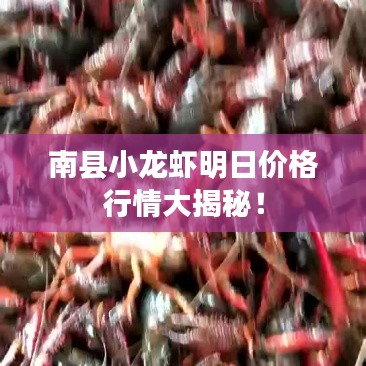 南县小龙虾明日价格行情大揭秘！