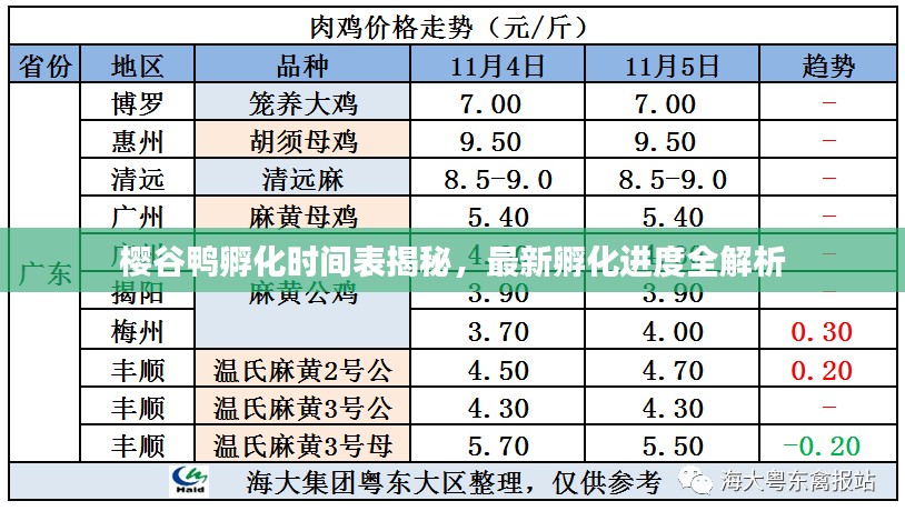 樱谷鸭孵化时间表揭秘，最新孵化进度全解析