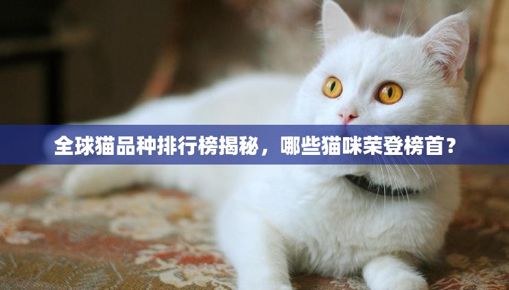 一本正经