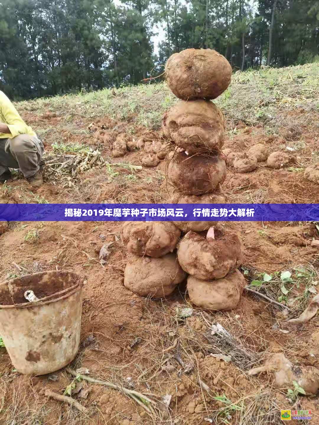 揭秘2019年魔芋种子市场风云，行情走势大解析