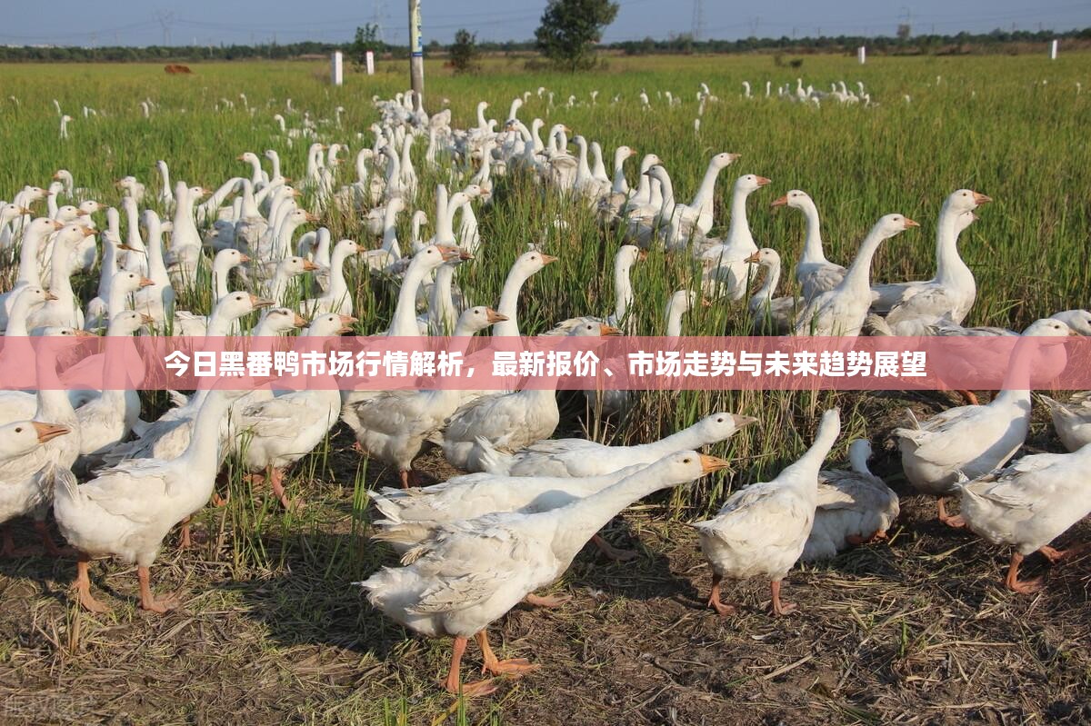 今日黑番鸭市场行情解析，最新报价、市场走势与未来趋势展望