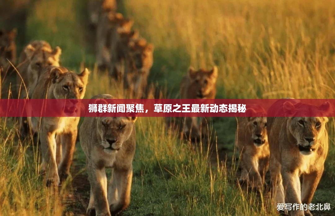 狮群新闻聚焦，草原之王最新动态揭秘