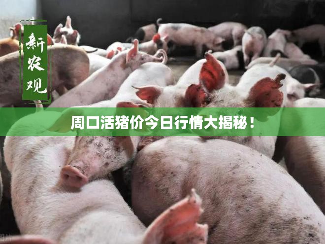 周口活猪价今日行情大揭秘！