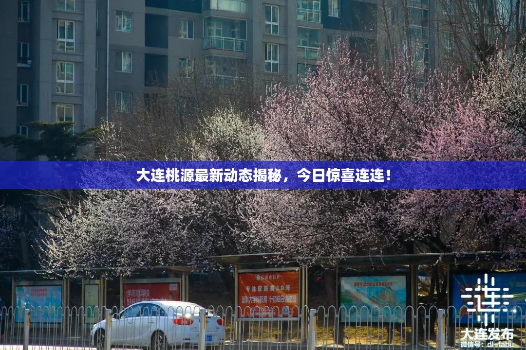 大连桃源最新动态揭秘，今日惊喜连连！