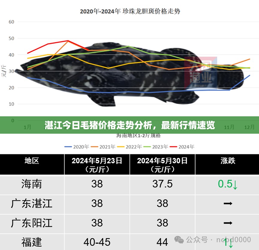 湛江今日毛猪价格走势分析，最新行情速览