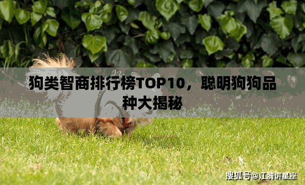 狗类智商排行榜TOP10，聪明狗狗品种大揭秘