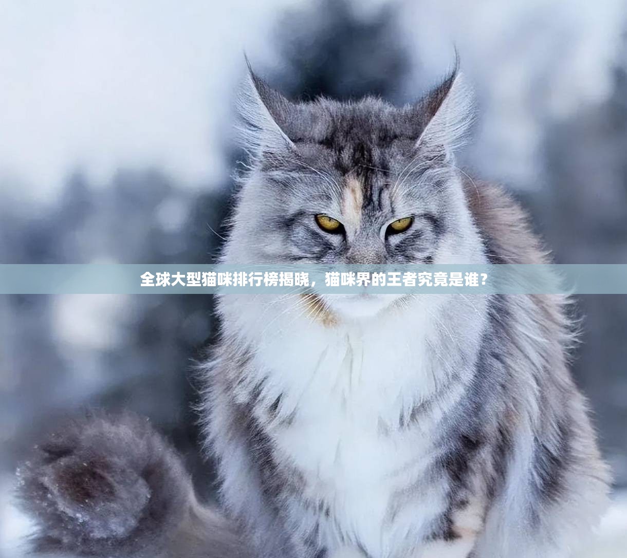 全球大型猫咪排行榜揭晓，猫咪界的王者究竟是谁？